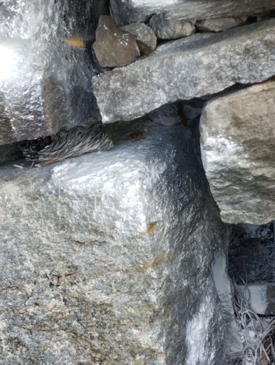  Bienennest entfernen