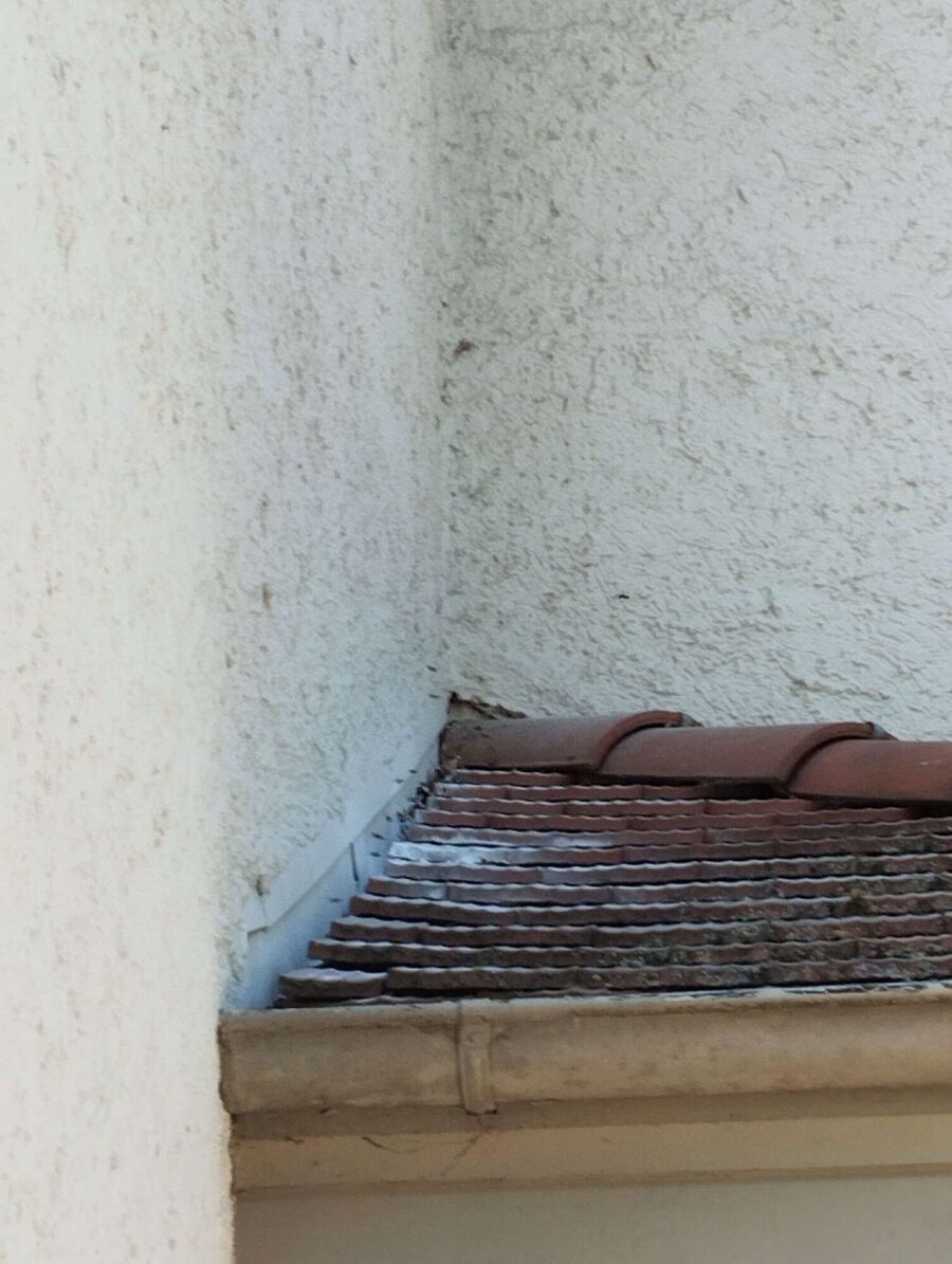  Bienennest entfernen.jpeg