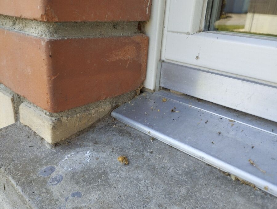 Bienen umsiedeln &  Bienennest entfernen 