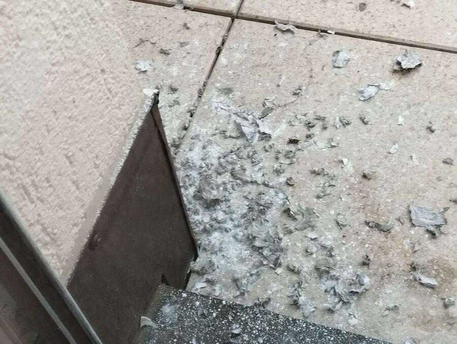 Bienen umsiedeln &  Bienennest entfernen 