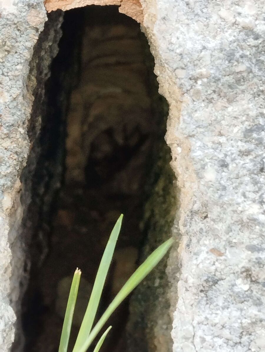 Bienen umsiedeln &  Bienennest entfernen 