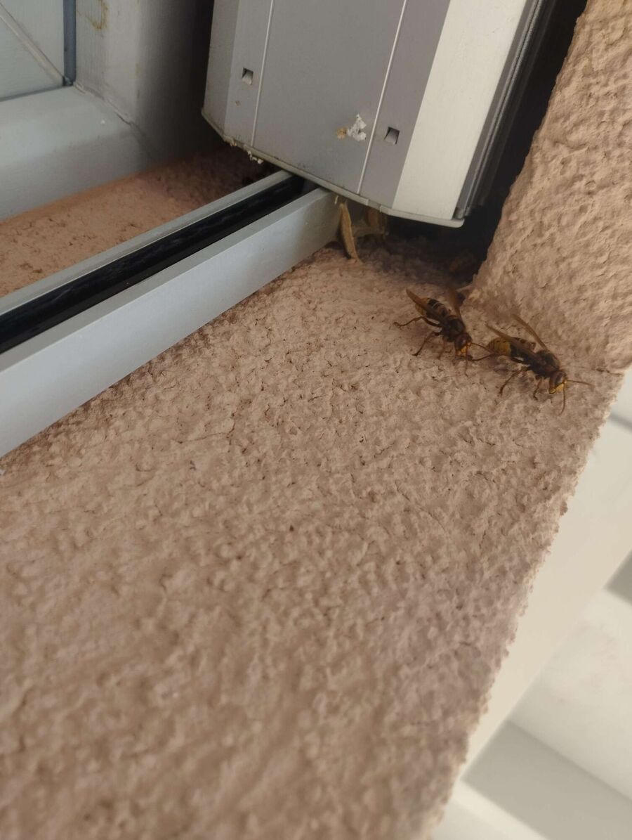  Bienennest entfernen