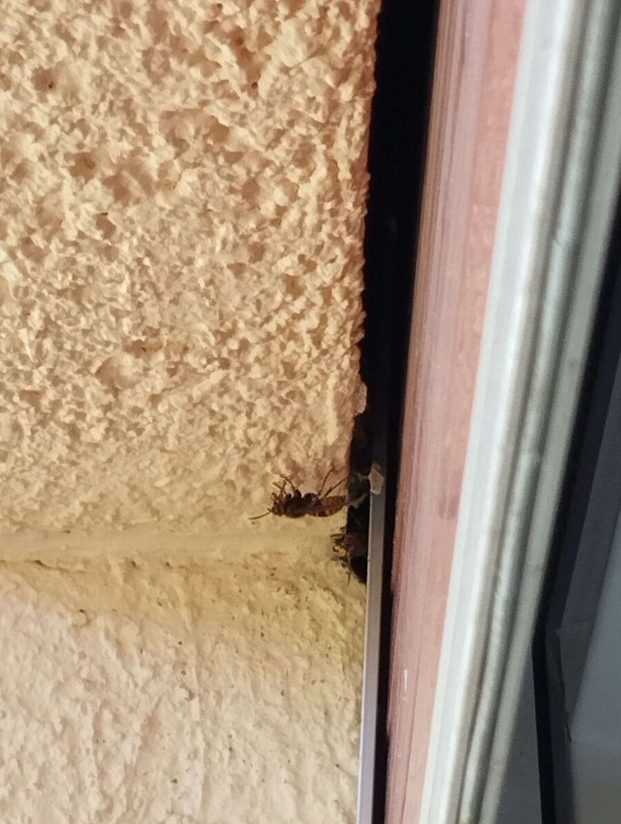 Bienen umsiedeln &  Bienennest entfernen 