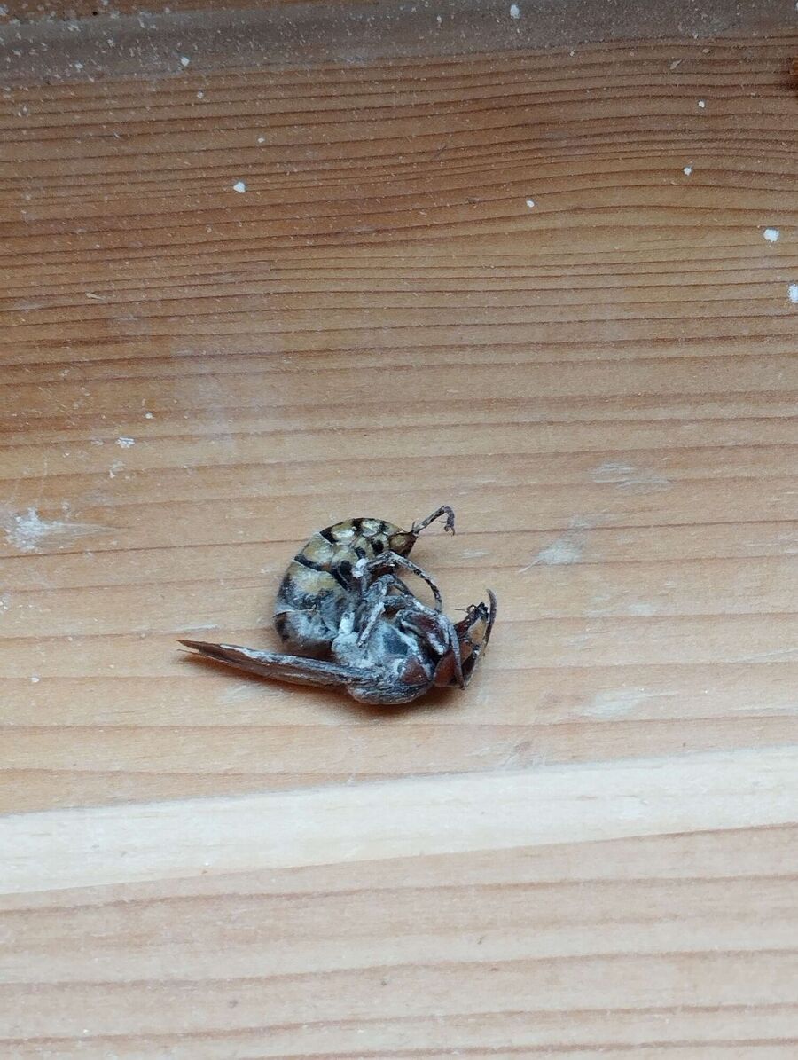 Bienen umsiedeln &  Bienennest entfernen 