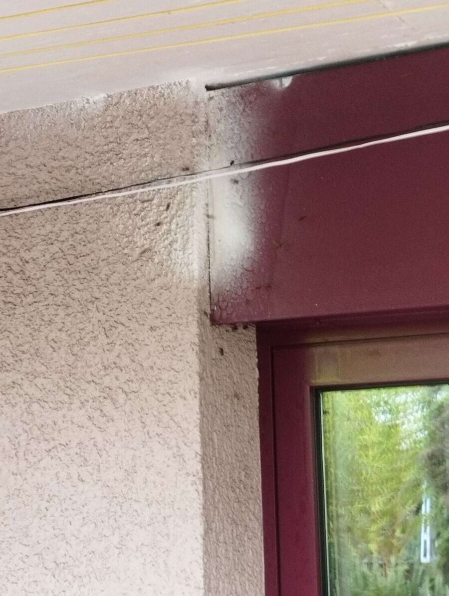 Bienen umsiedeln &  Bienennest entfernen 