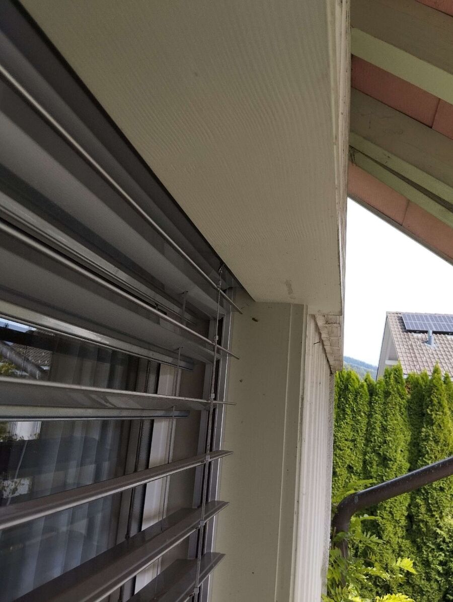 Bienen umsiedeln &  Bienennest entfernen 