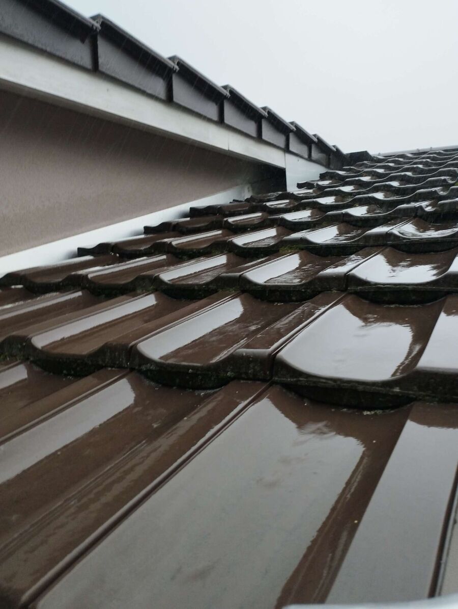  Bienennest entfernen.jpeg