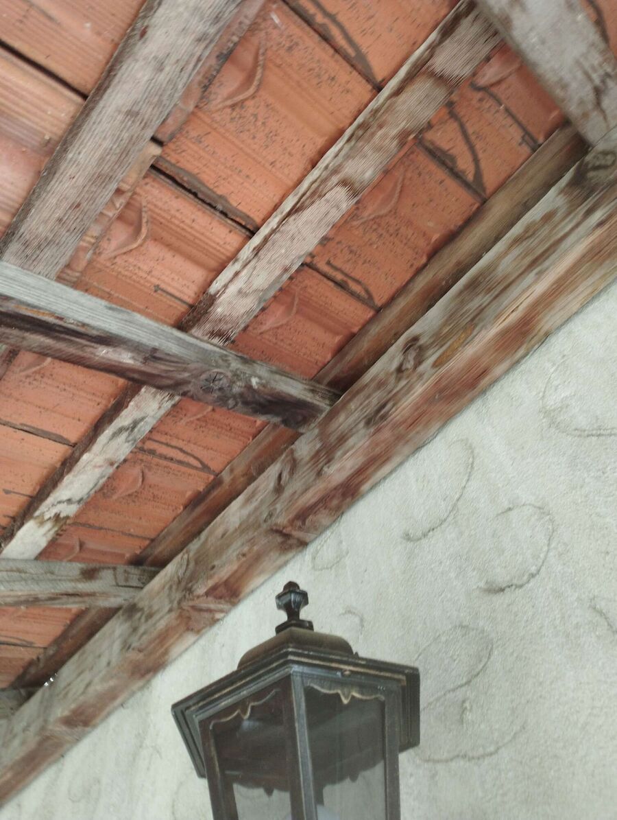 Bienen umsiedeln &  Bienennest entfernen 