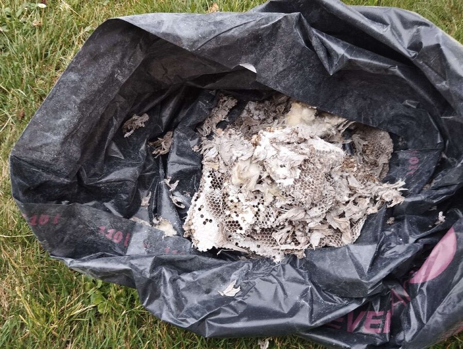  Bienennest entfernen