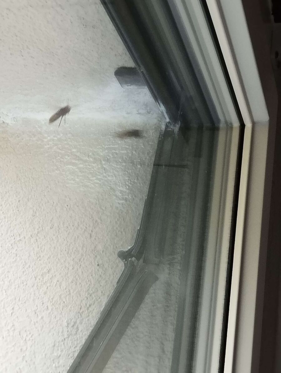  Bienennest entfernen.jpeg