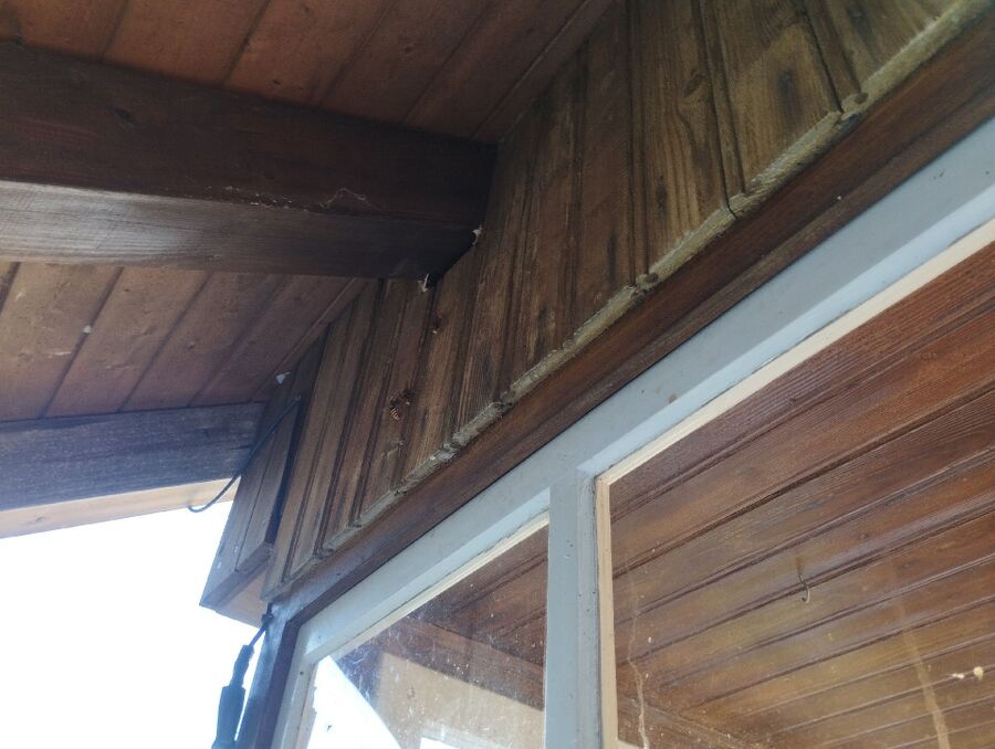  Bienennest entfernen.jpeg