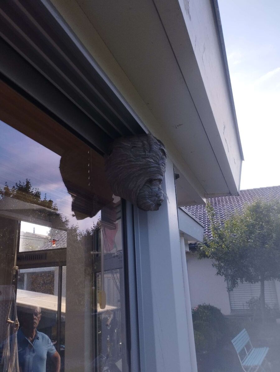 Bienen umsiedeln &  Bienennest entfernen 