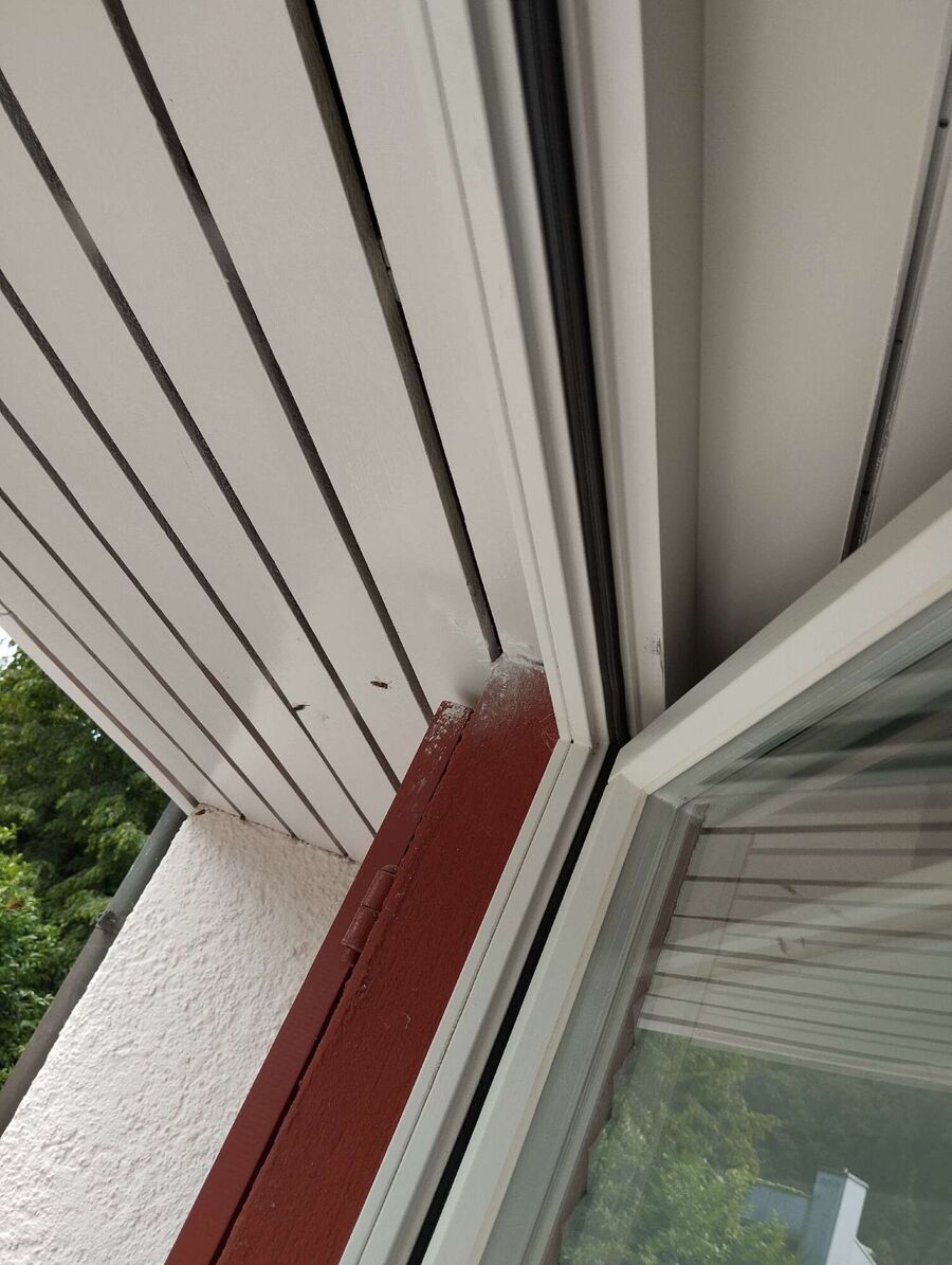 Bienen umsiedeln &  Bienennest entfernen 