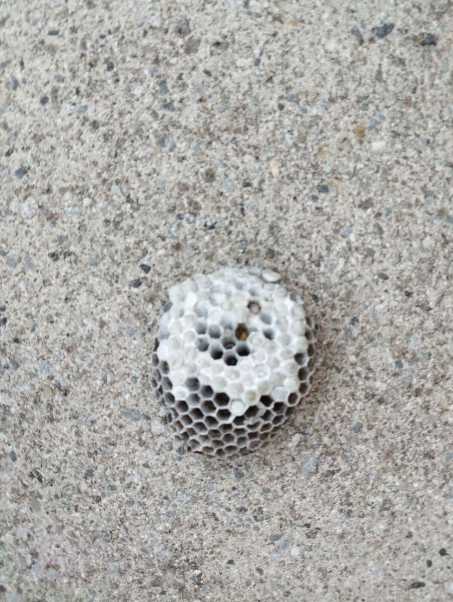  Bienennest entfernen