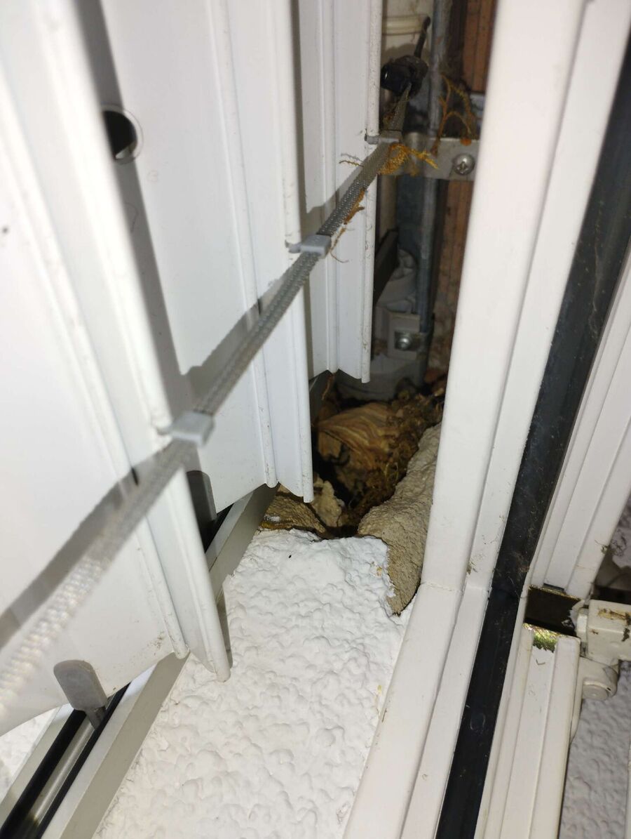  Bienennest entfernen