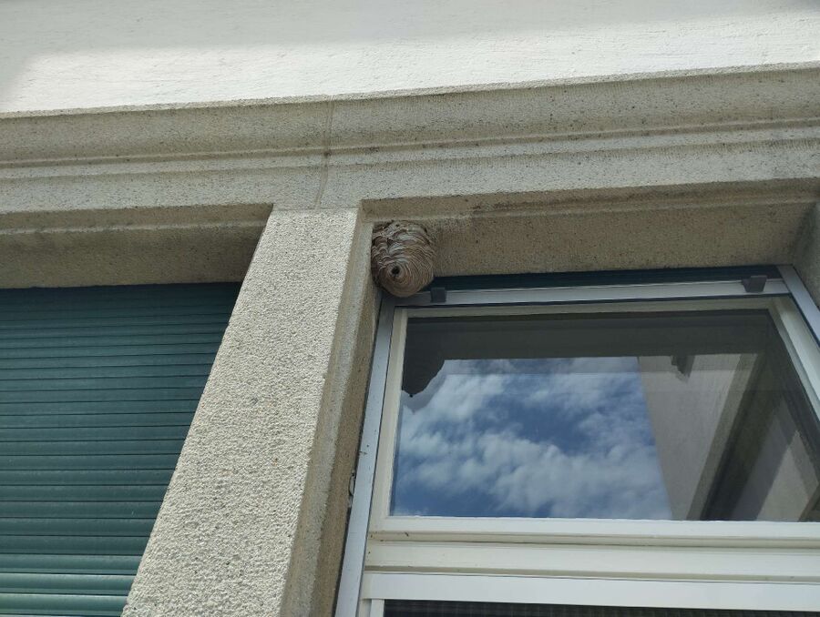  Bienennest entfernen