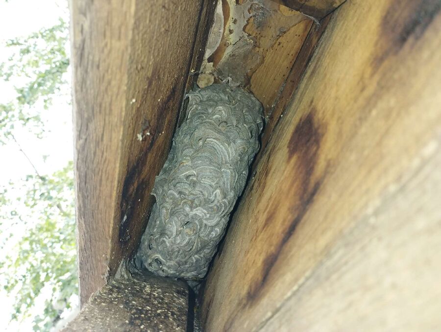 Bienen umsiedeln &  Bienennest entfernen 