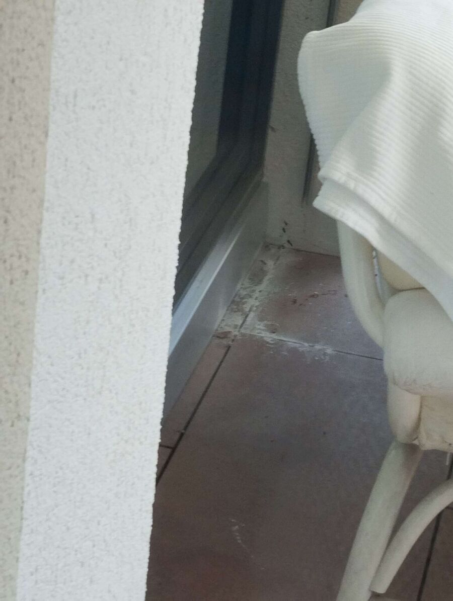  Bienennest entfernen.jpeg