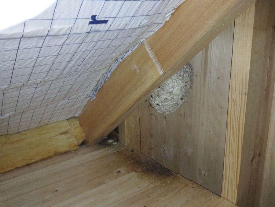bienennest-am-haus-entfernen.jpg
