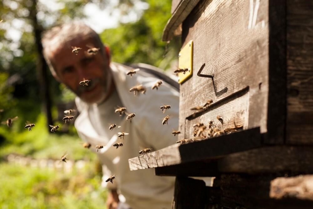 Bienen richtig umsiedeln